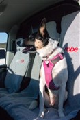 Dryrobe Car Seat Cover