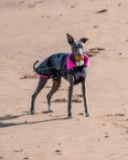 Dryrobe Dog Robe